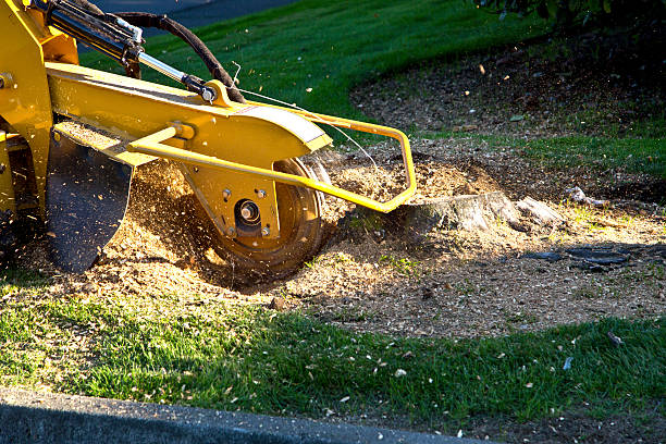 Best Tree Removal Contractors  in USA